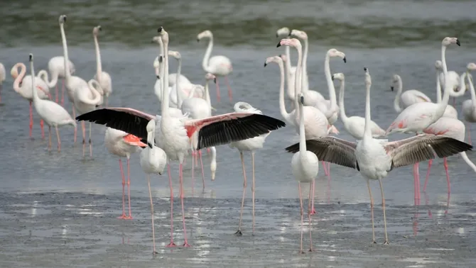 El Parc Natural del Delta suspèn l’anellament de polls de flamenc per una mala campanya de cria