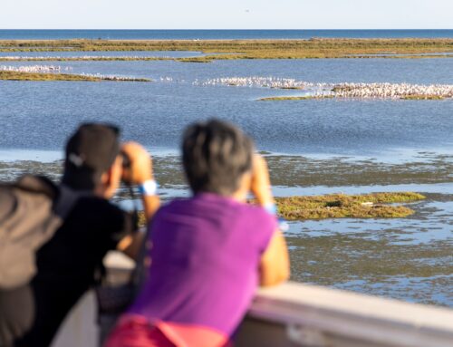 Del 20 al 22 de setembre torna el Delta Birding Festival