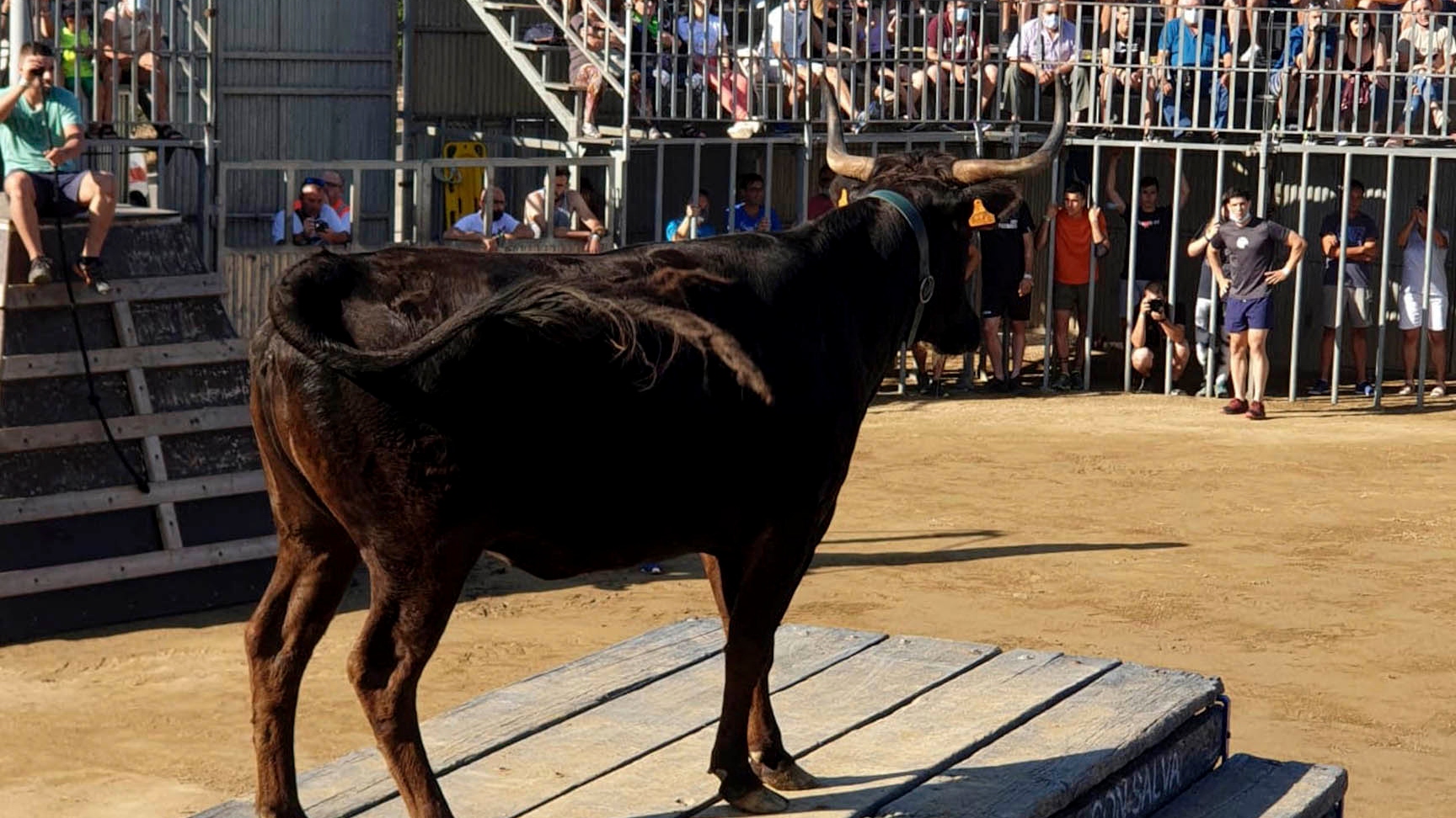 8 de cada 10 festes de correbous quedaran afectades si s’aprova la llei que preveu acabar amb algunes modalitats
