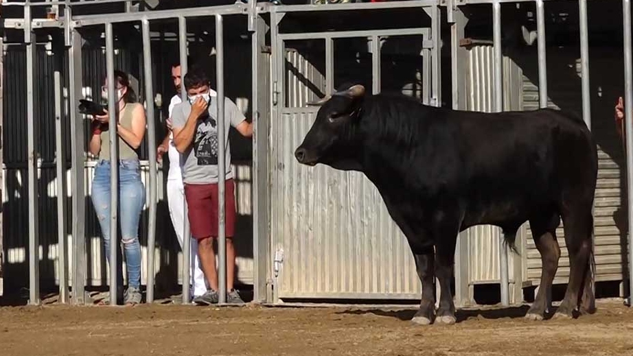 Denuncien cinc correbous a Lligallo del Gànguil, Amposta, l’Aldea, i Vidreres per possible infracció de la Llei de correbous