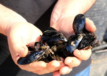 Un estudi amb participació de la URV detecta nou microplàstics de mitjana en cada musclo cultivat a Catalunya