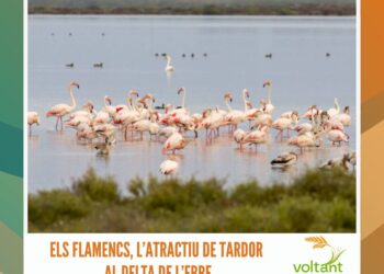 Els flamencs, l’atractiu de tardor al Delta de l’Ebre