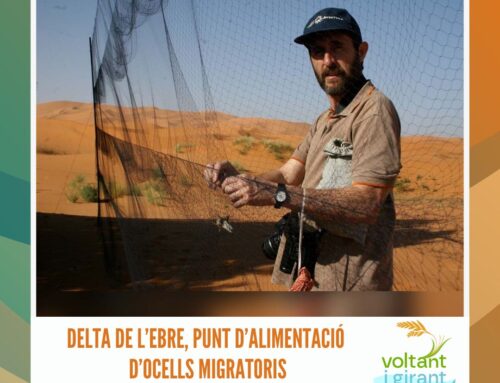 Delta de l’Ebre, punt d’alimentació d’ocells migratoris