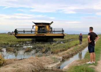 Les Cooperatives Agràries de Catalunya estimen que la collita d’arròs a les Terres de l’Ebre se situaria en 126.800 tones