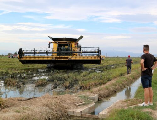 Les Cooperatives Agràries de Catalunya estimen que la collita d’arròs a les Terres de l’Ebre se situaria en 126.800 tones