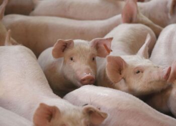 Denuncien el responsable d’una explotació porcina per abocar fems i purins al delta de l’Ebre