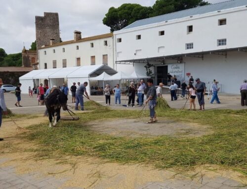 Camarles celebrarà la Festa de la Sega amb transport de l’arròs i batuda al sequer