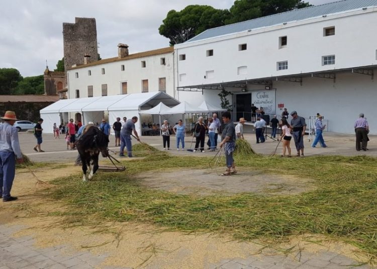 Festa de la Sega a Camarles