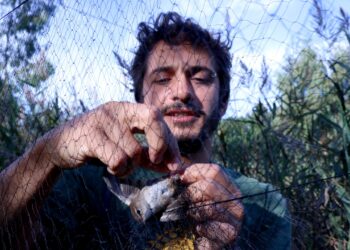 Els ornitòlegs observen des del delta de l’Ebre un descens d’ocells migradors de llarga distància