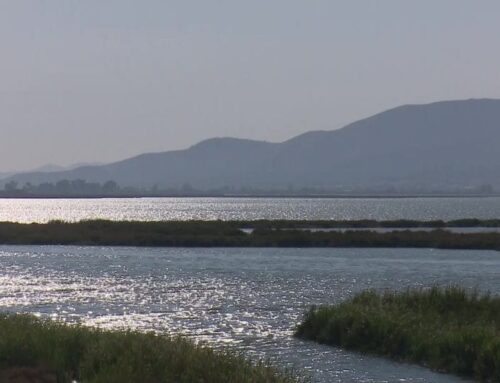 El Parc Natural del Delta, afectat també per les pèrdues d’aigua