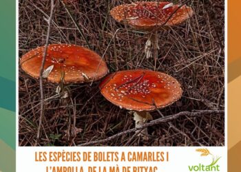 Les espècies de bolets a Camarles i l’Ampolla, de la mà de Bitxac