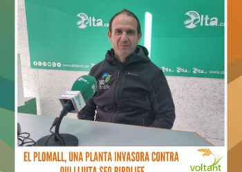 El plomall, una planta invasora contra qui lluita SEO BirdLife