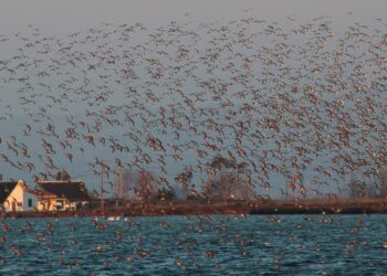 La reducció d’arrossars inundats a l’hivern disminueix la presència d’aus al delta de l’Ebre