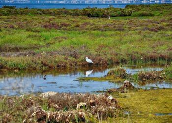 Unió per millorar l’adaptació del delta de l’Ebre als reptes del clima
