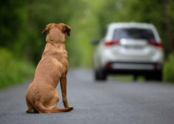 Les mascotes no són un regal, sinó un compromís de per vida