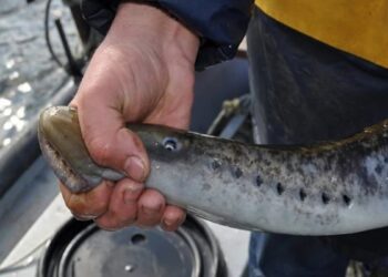 Pesquen a l’Ampolla un exemplar de llamprea, una espècie en perill d’extinció