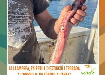 La llamprea, en perill d’extinció i trobada a l’Ampolla: ha tornat a l’Ebre?