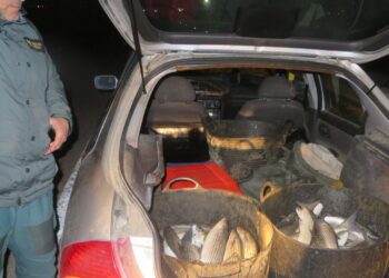 La Guàrdia Civil intercepta un centenar de quilos de peix i marisc il·legal a Deltebre i Sant Jaume d’Enveja