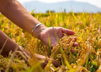 Les instal·lacions d’Arrossaires del delta de l’Ebre acullen la XVIII Jornada Tècnica de l’Arròs