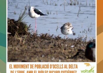 El moviment de població d’ocells al Delta de l’Ebre amb el biòleg Ricard Gutiérrez