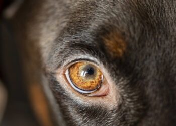 Un denunciat a Sant Jaume d’Enveja per tenir un gos vivint entre excrements, sense aigua i amb lesions físiques