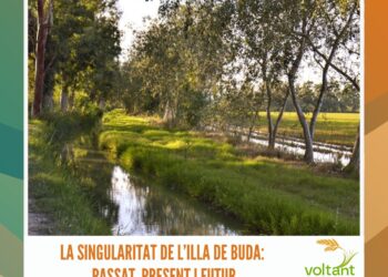 La singularitat de l’Illa de Buda: passat, present i futur