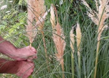 SEO BirdLife executa un projecte al Delta per erradicar els principals focus de la planta invasora Cortaderia