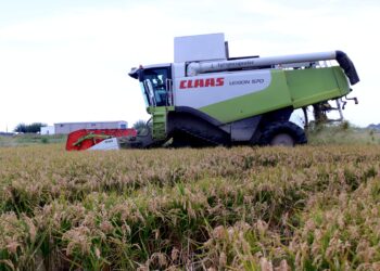 Donen a bancs d’aliments més de 200 tones d’arròs del delta de l’Ebre