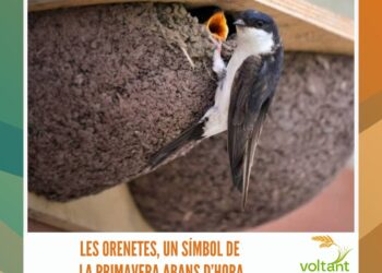 Premis Deltebre, els reconeixements per i des dels ciutadans