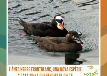 L’ànec negre frontblanc, una nova espècie a Catalunya que elegeix el Delta