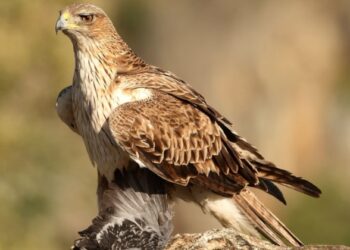 La companyia elèctrica Endesa ha adaptat 64 torres elèctriques per protegir l’espai vital, de caça i de nidificació de dues parelles d’àguiles cuabarrades