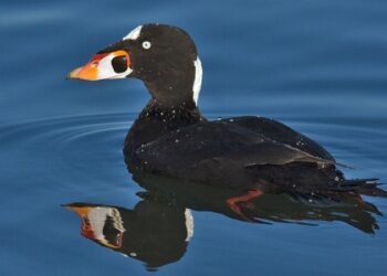L’ànec frontblanc, fins ara mai vist a Catalunya, ha elegit el Delta de l’Ebre com a parada dins de la seva ruta migratòria