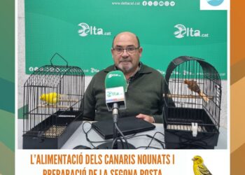 L’alimentació dels canaris nounats i preparació de la segona posta