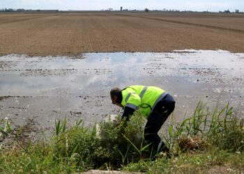 Comença la inundació dels arrossars en una campanya “normalitzada”, però amb menys sembra en sec