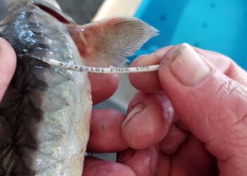 Dos vaixells de pesca del Delta localitzen esturions alliberats a l’Ebre i donen l’avís pertinent