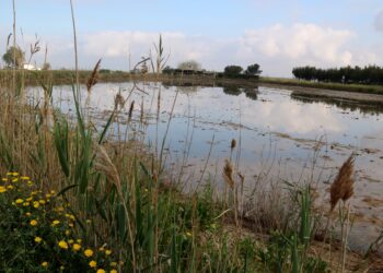 Els tractaments contra el mosquit al Delta s’avancen un mes perquè les llevantades de març disparen les larves