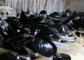 La millora del cabal de l’Ebre avança una collita de musclos d’excel·lent qualitat al Delta