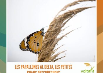 La síndica de greuges, l’enllaç entre la ciutadania i l’administració