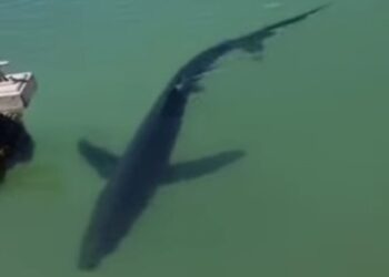 Detectada una tintorera a la zona del port pesquer de l’Ampolla