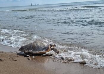 Alumnes de l’escola de Riumar i l’Assumpció de Deltebre realitzen una neteja de platges i alliberen una tortuga marina