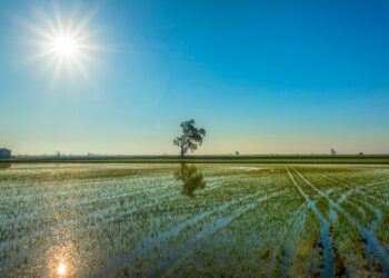 L’arròs comença a escampar el verd als camps del Delta de l’Ebre