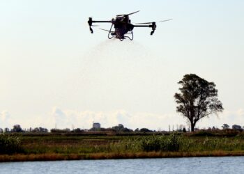 Els pagesos comencen a utilitzar drons per sembrar els camps d’arròs del delta de l’Ebre