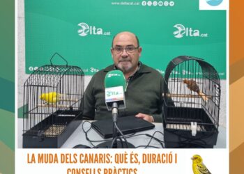 La muda dels canaris: què és, duració i consells pràctics