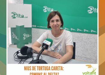 Nius de tortuga careta: comuns al Delta?