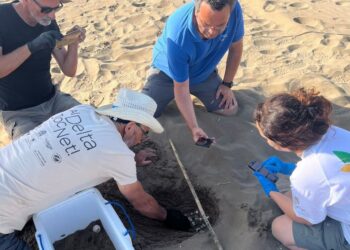 Localitzen el primer niu de tortuga careta de l’estiu a la costa catalana al Parc Natural del Delta de l’Ebre