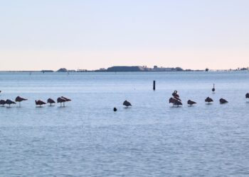 Sobreviuen 312 polls de flamencs d’unes 1.500 parelles que s’han reproduït a l’única colònia al delta de l’Ebre