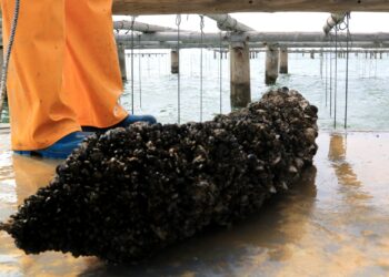 La campanya de musclo al Delta està a punt de finalitzar amb la mirada posada en la supervivència de la cria