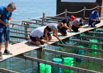 Els productors del Delta plantaran les primeres 150.000 llavors d’ostra cultivades a l’IRTA de la Ràpita