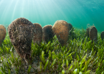 Crida a la protecció de la nacra al Delta: una espècie única en perill crític