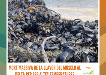 Mort massiva de la llavor del musclo al Delta per les altes temperatures
